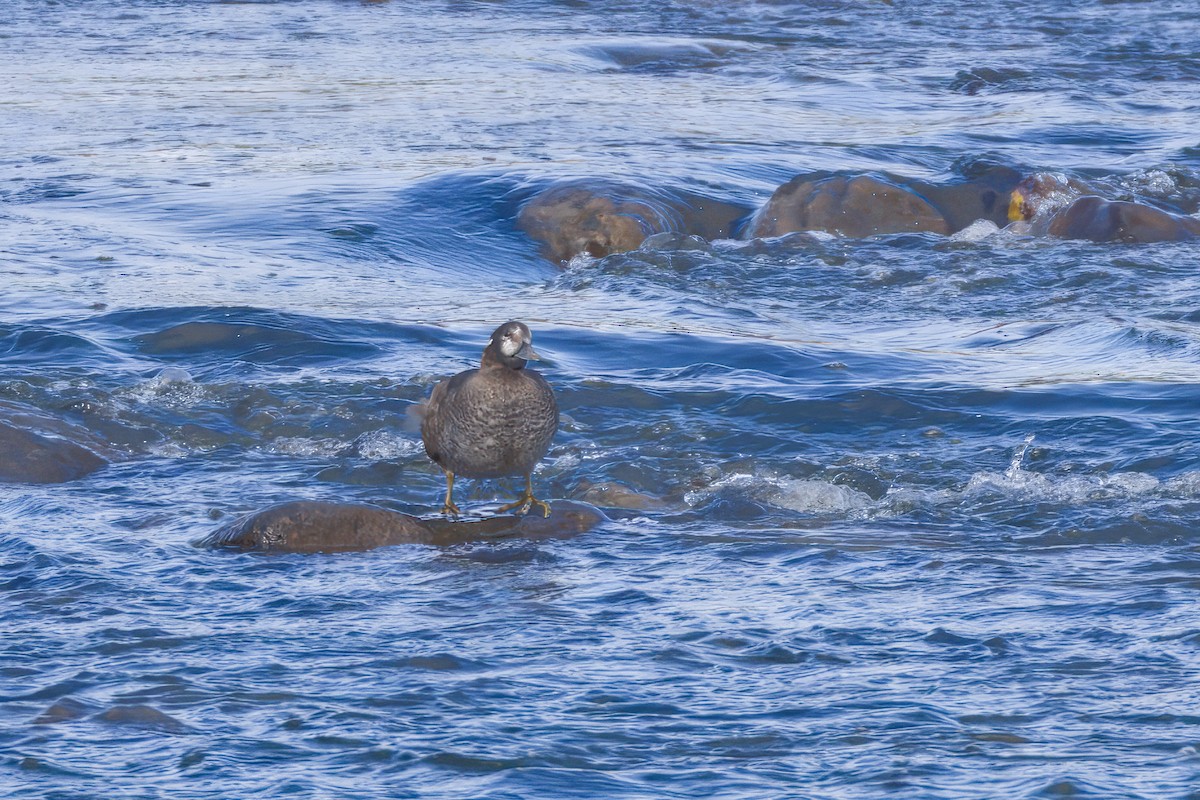 Palyaço Ördeği - ML644781126
