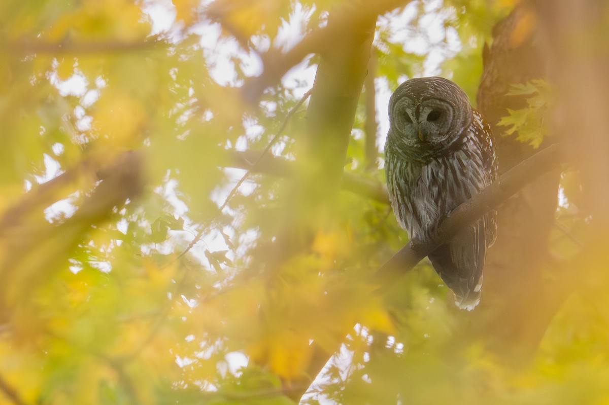 Barred Owl - ML644781127