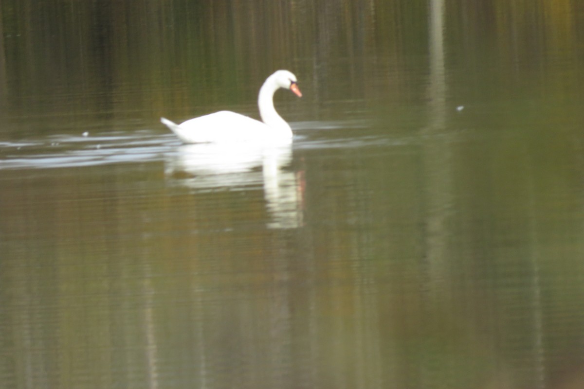 Cigno reale - ML644781130