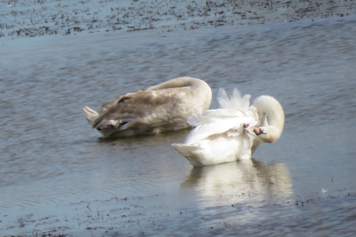 Cigno reale - ML644781134