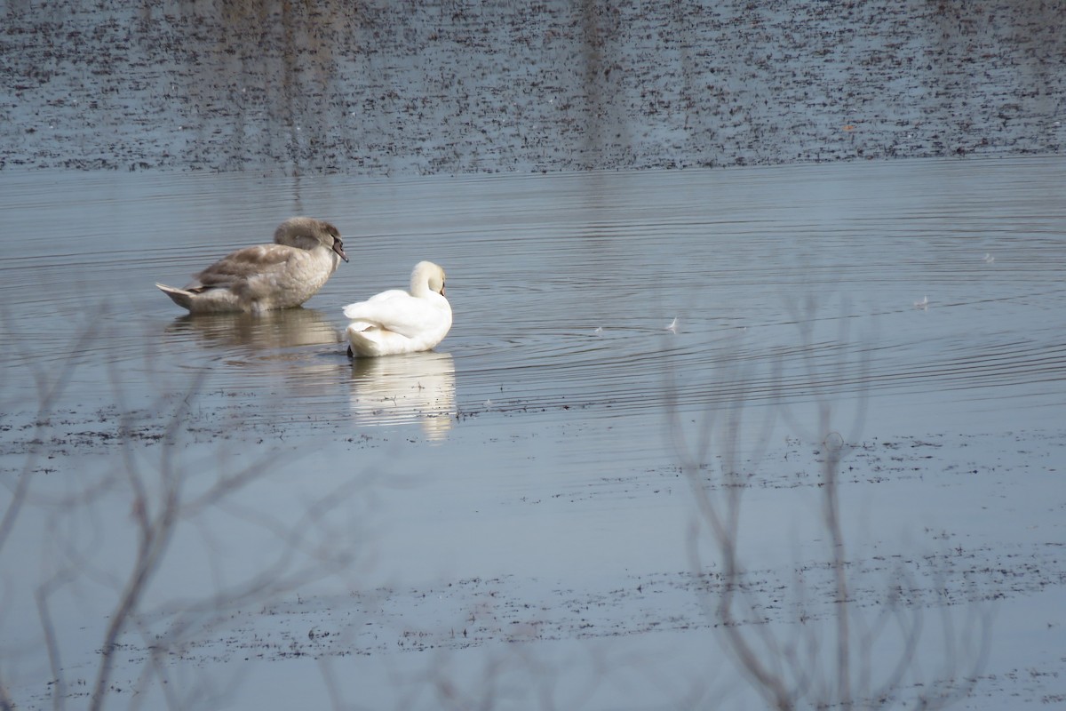 Cigno reale - ML644781135