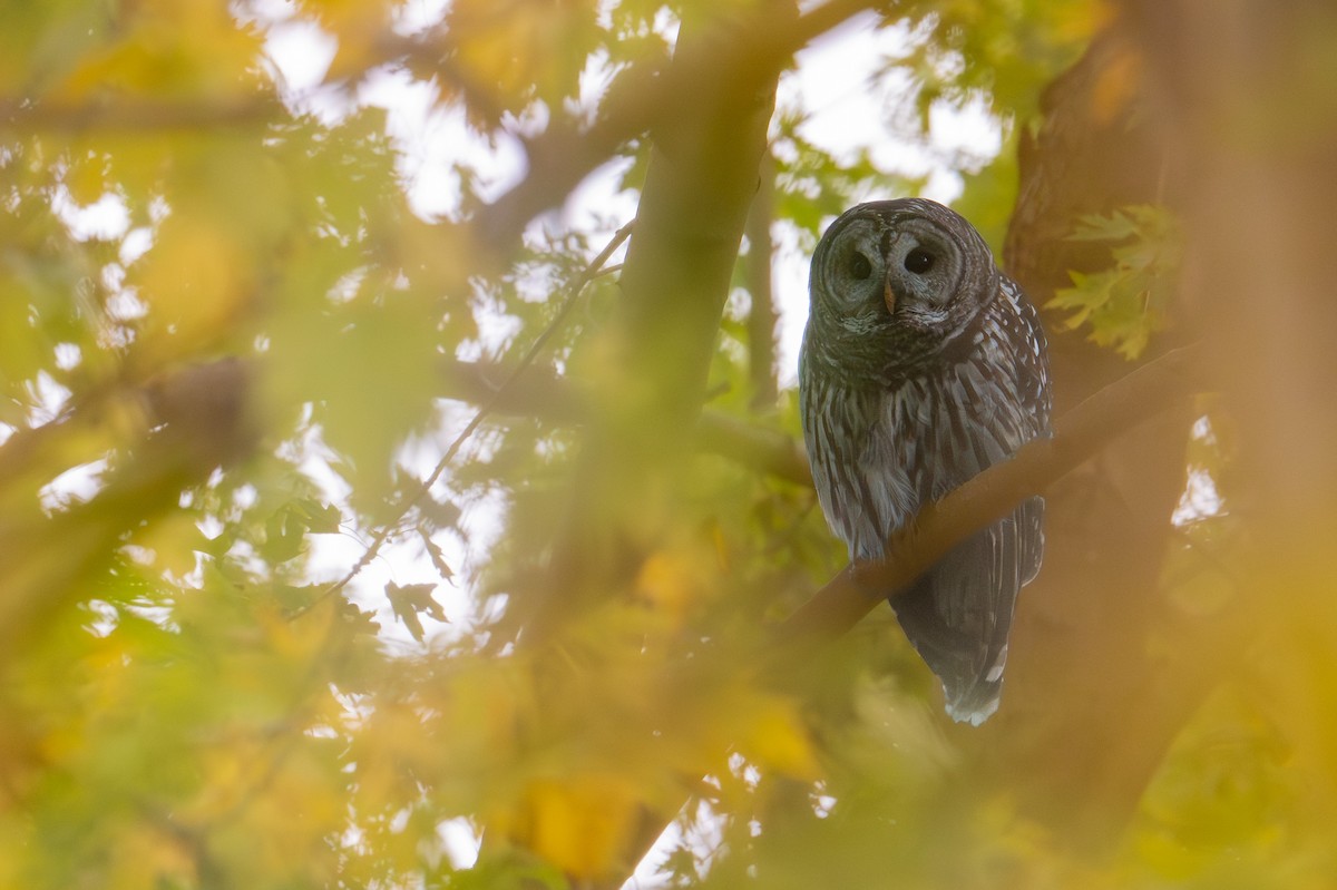 Barred Owl - ML644781137