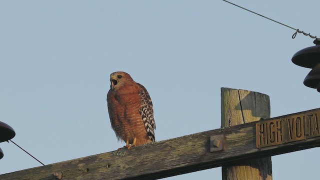 Red-shouldered Hawk - ML644781140
