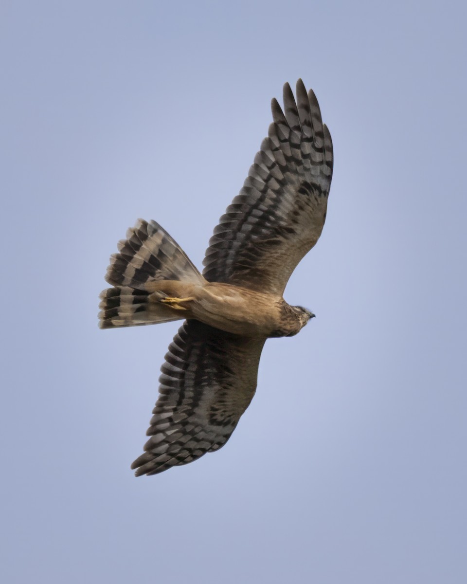 Busard des marais - ML644781154