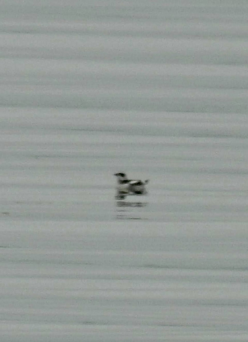 Mérgulo Jaspeado Americano - ML644781157