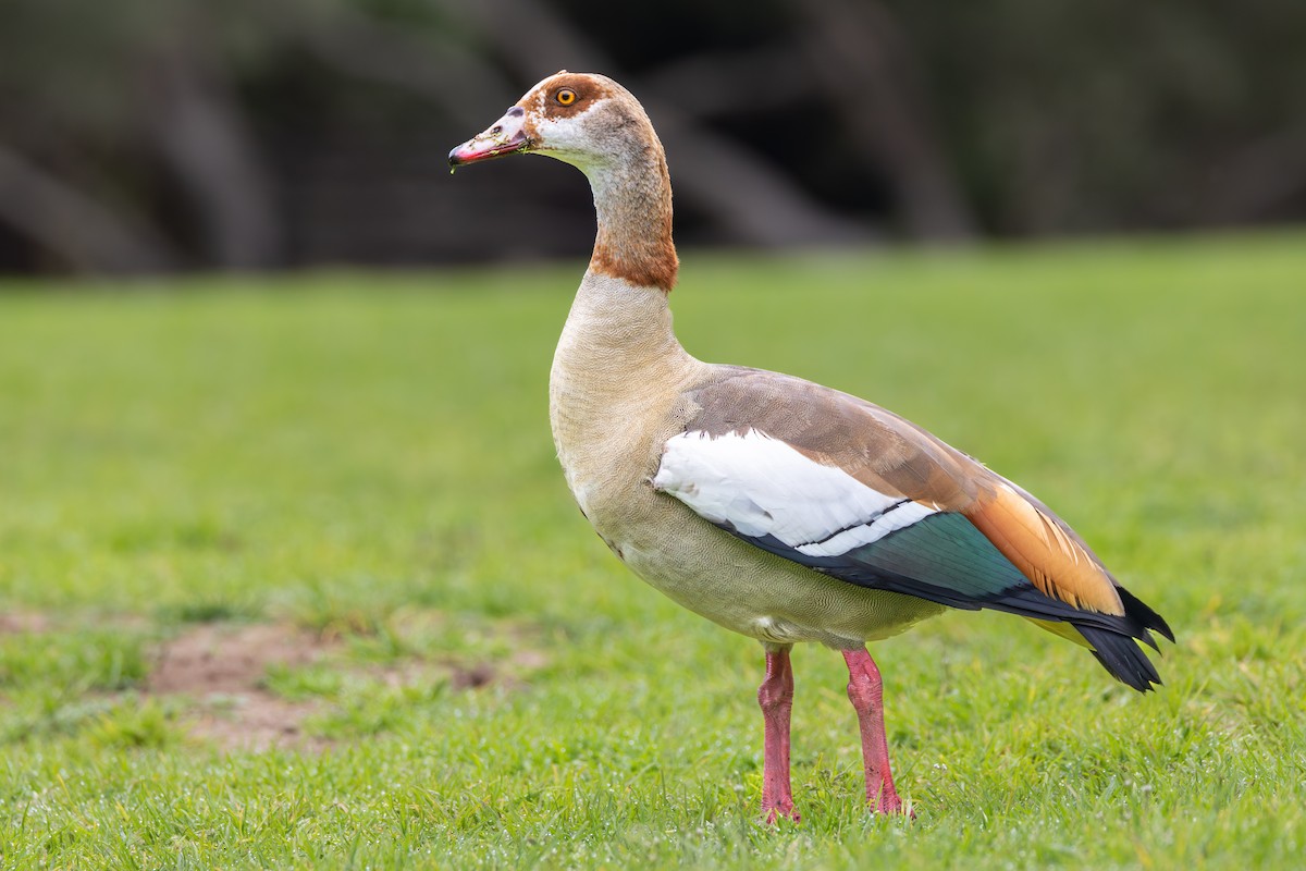Egyptian Goose - ML644781159