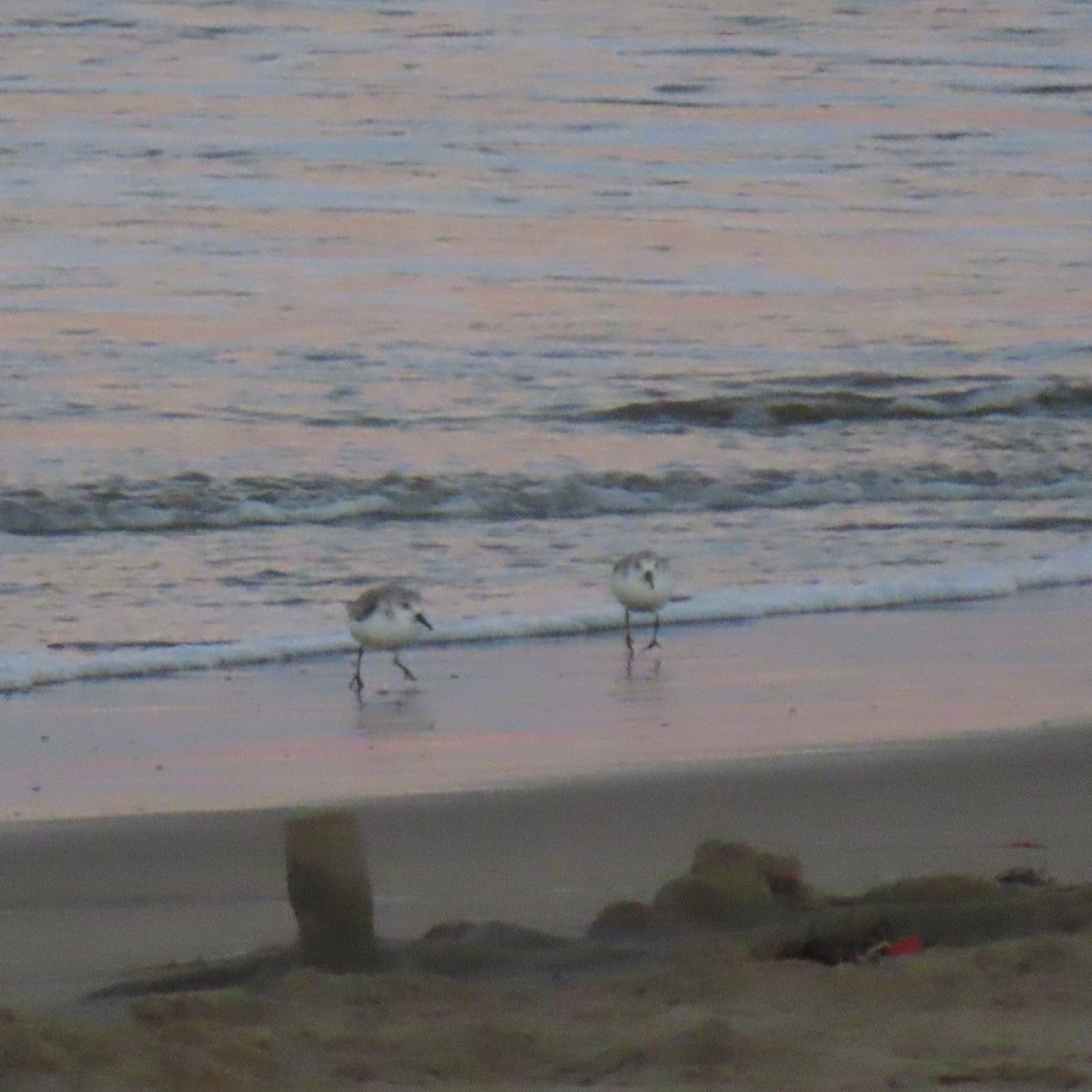 Txirri zuria - ML644781165