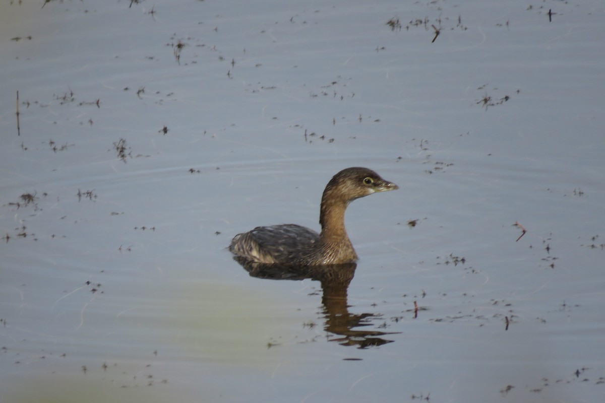 Pied-billed Grebe - ML644781167