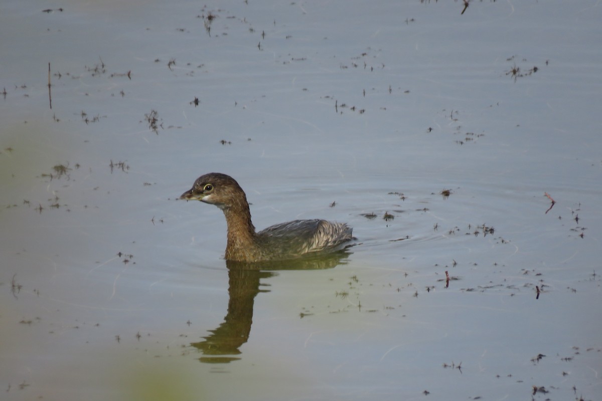 Pied-billed Grebe - ML644781168