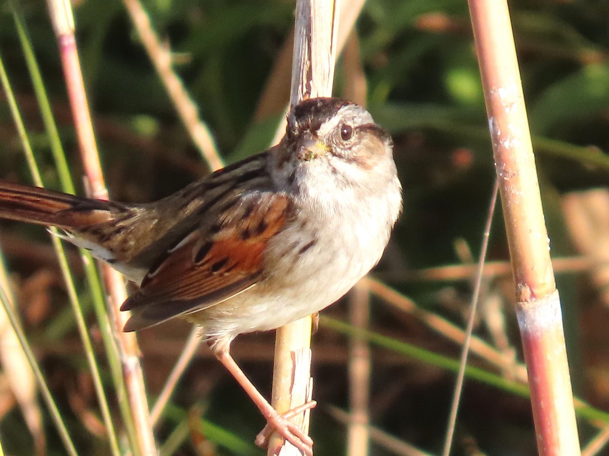 Swamp Sparrow - ML644781170