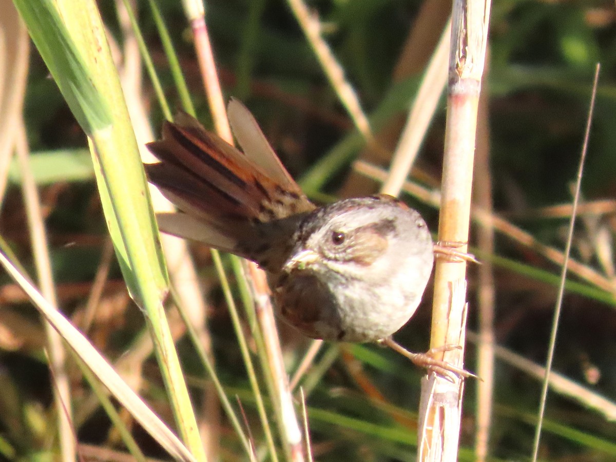Swamp Sparrow - ML644781171