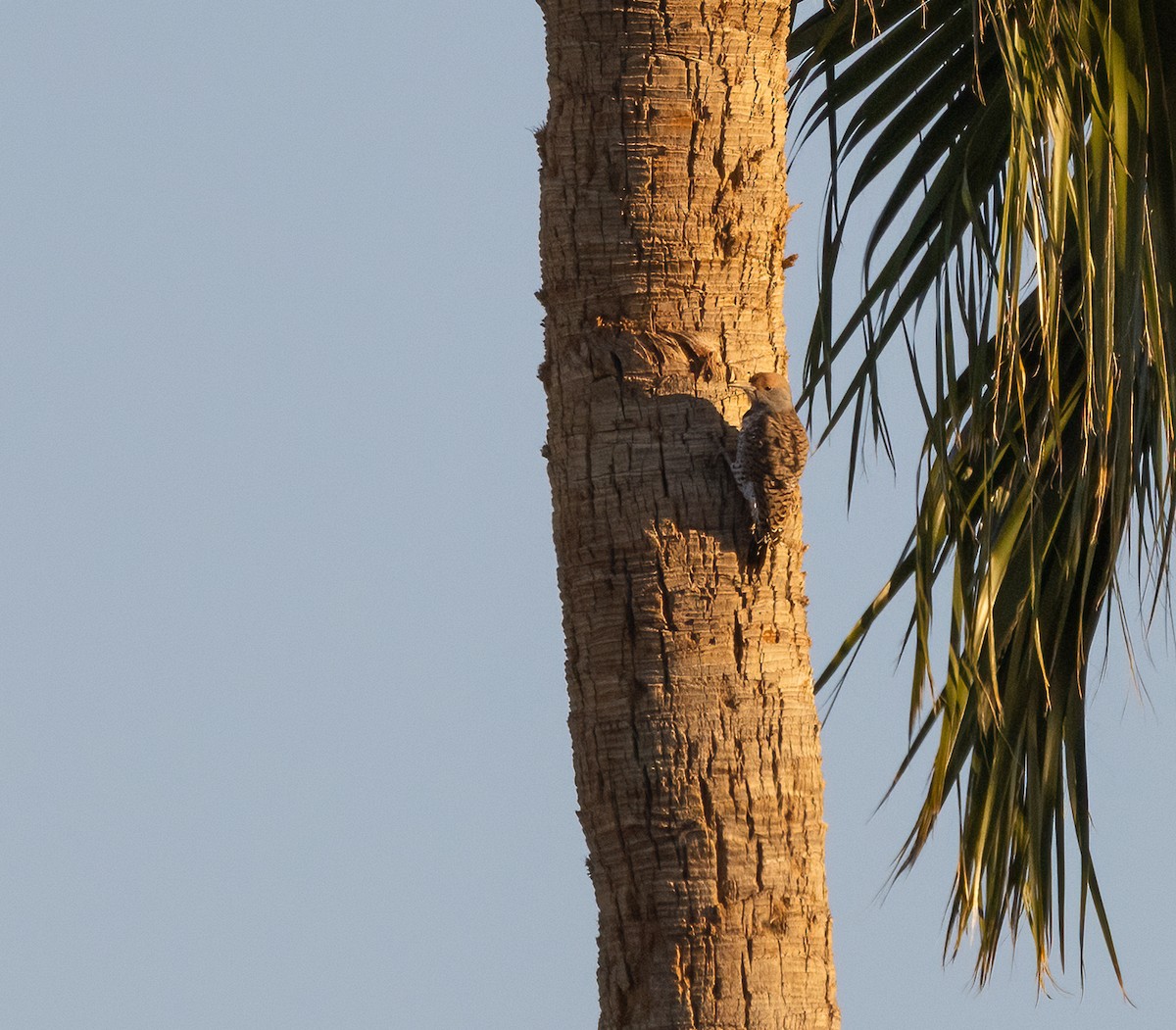 Gilded Flicker - ML644781178