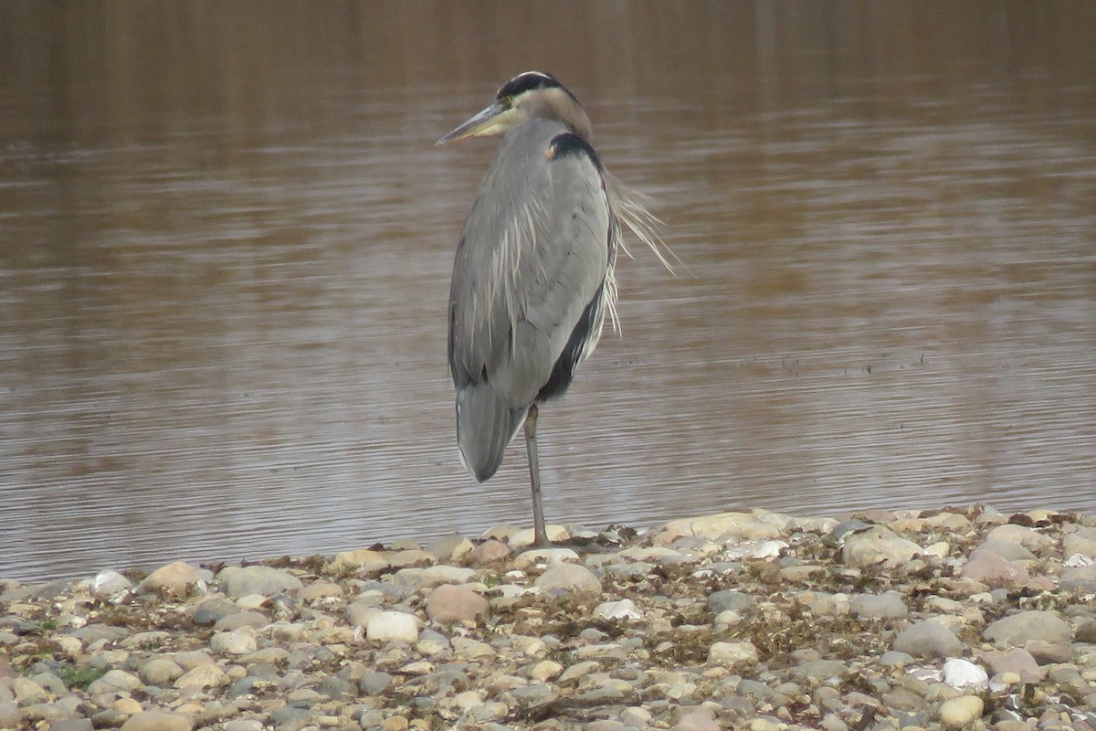 Great Blue Heron - ML644781191