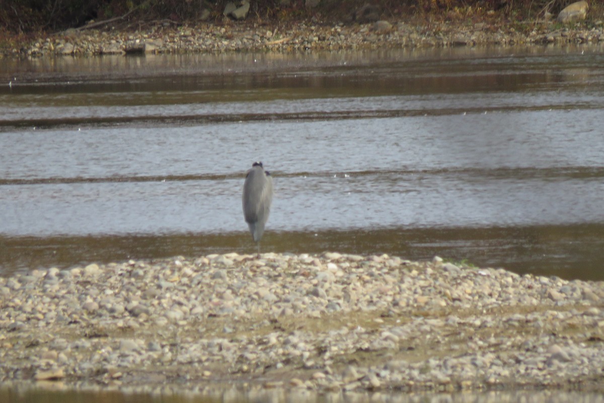 Great Blue Heron - ML644781192