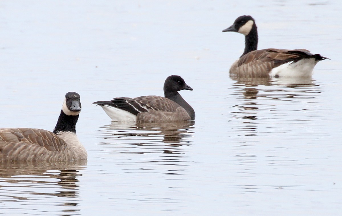 Brant - ML644781193