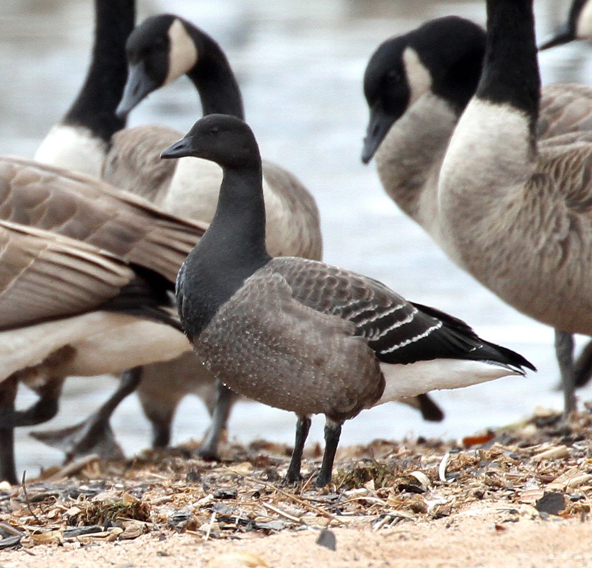 Brant - ML644781198