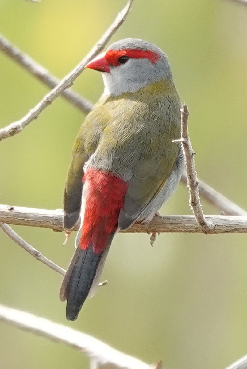 Red-browed Firetail - ML644781199