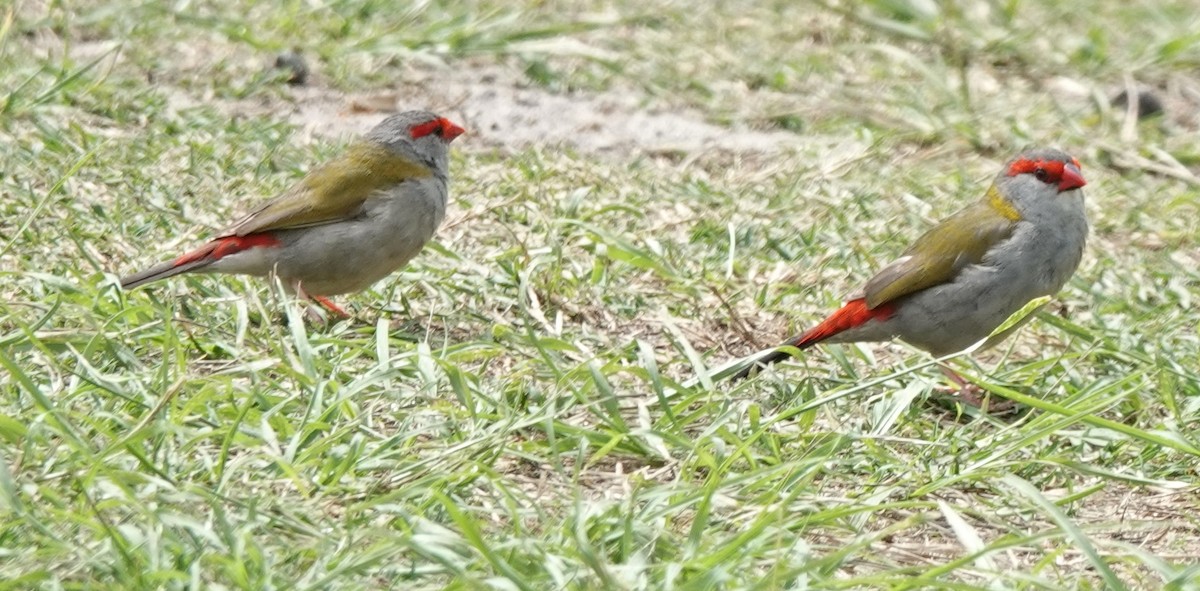 Red-browed Firetail - ML644781200