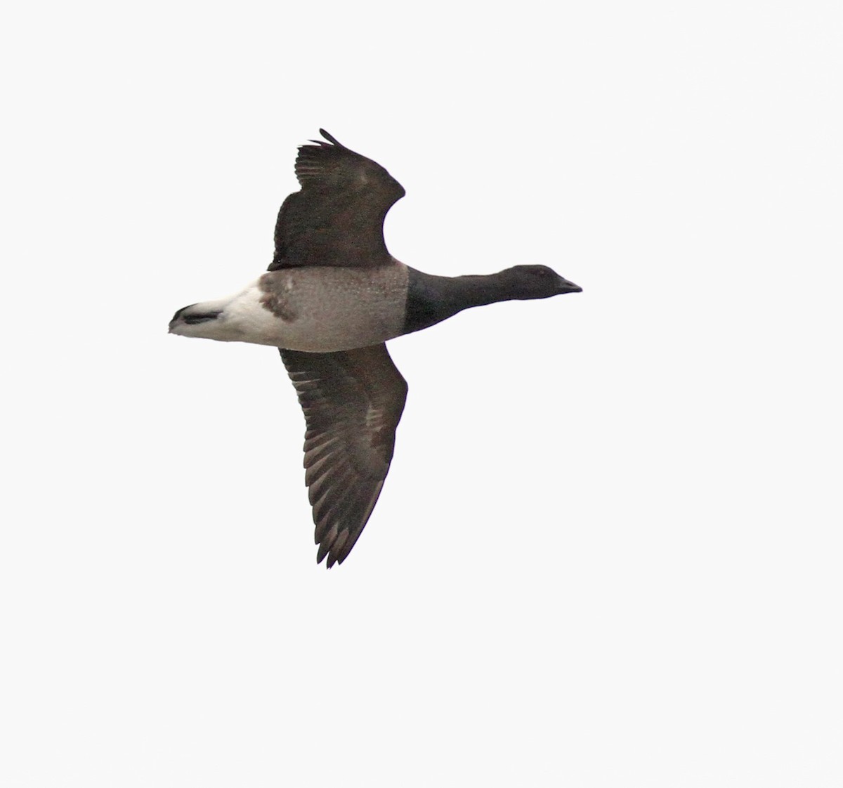 Brant - ML644781202