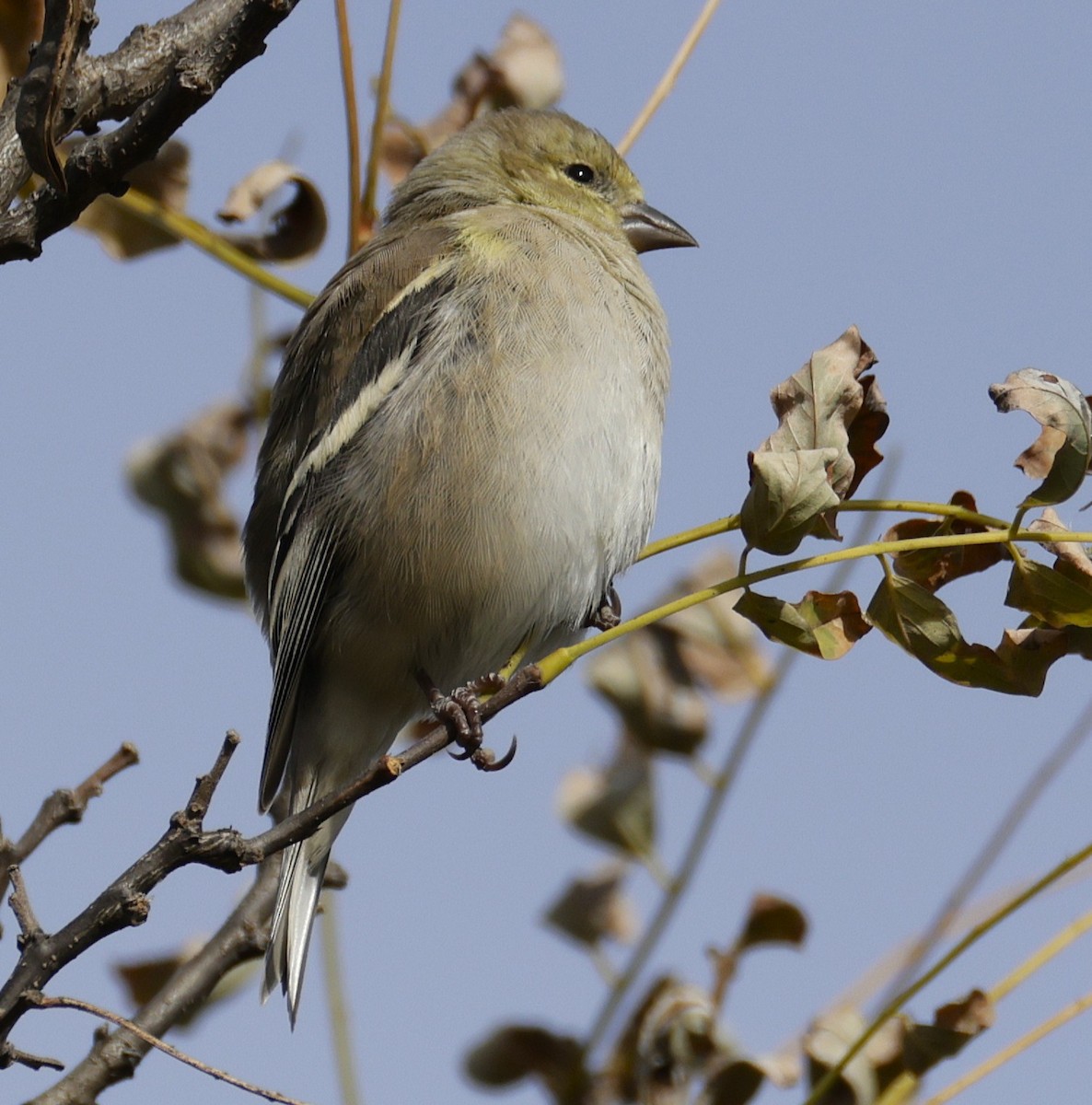 オウゴンヒワ - ML644781208