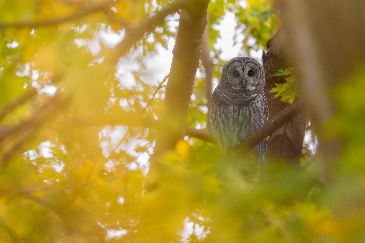 Barred Owl - ML644781233