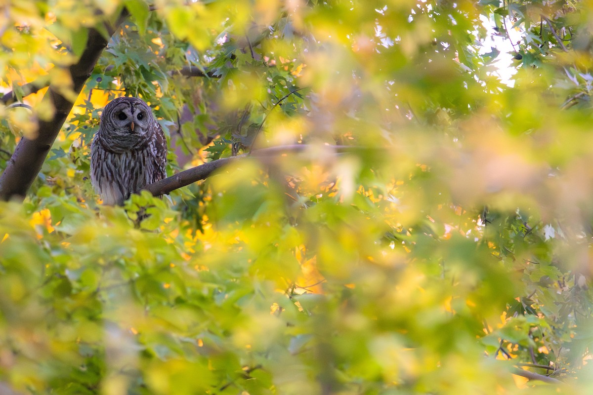 Barred Owl - ML644781235