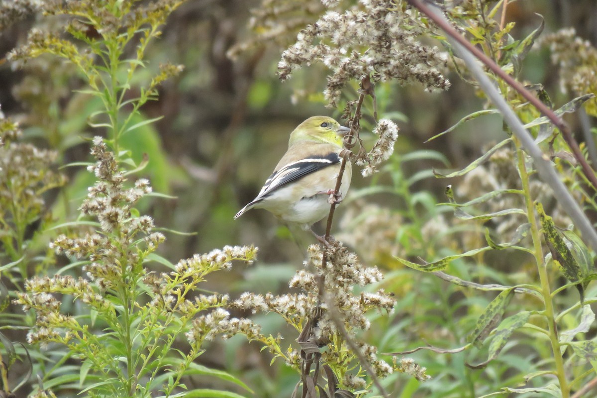 オウゴンヒワ - ML644781237