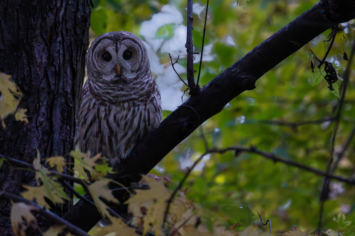Barred Owl - ML644781242