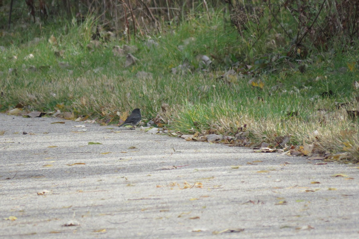 Junco Ojioscuro - ML644781255