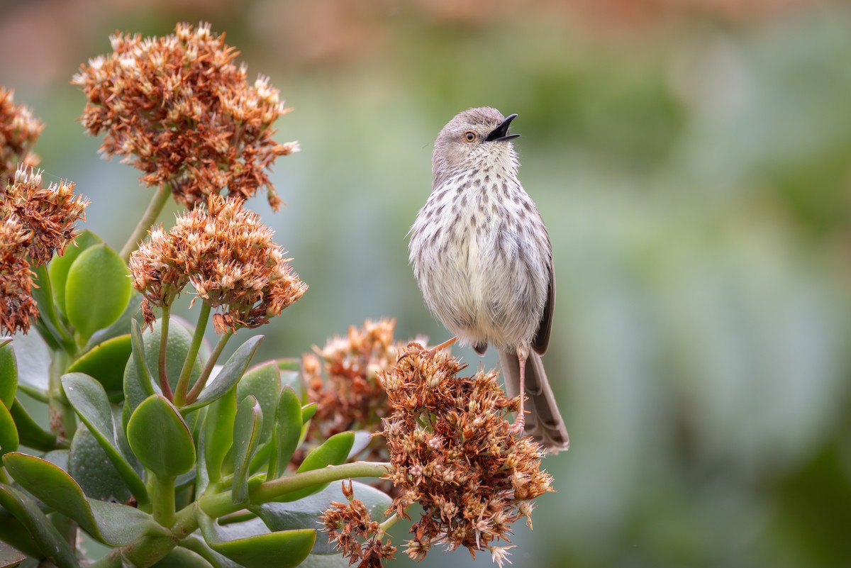 ゴマフハウチワドリ - ML644781269