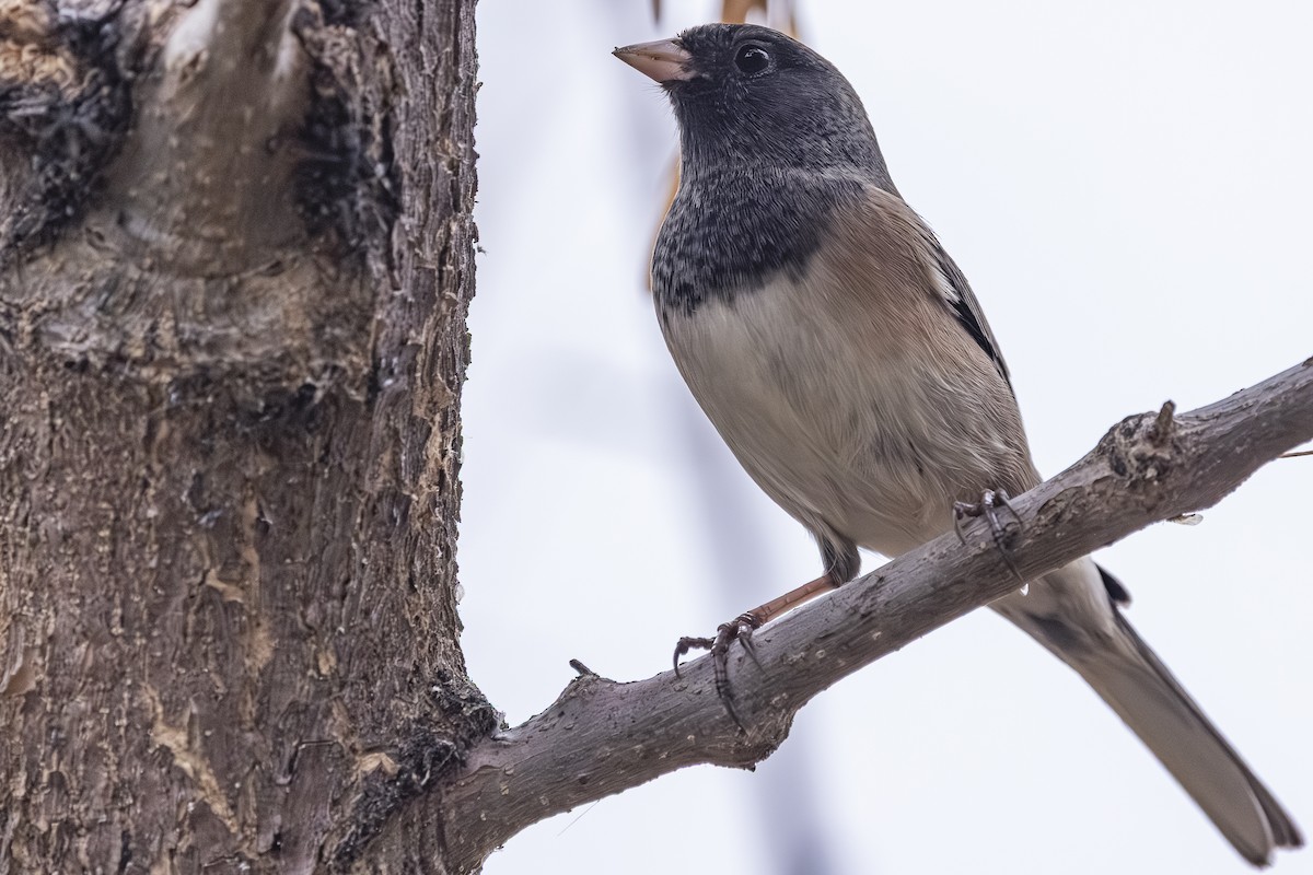 Junco Ojioscuro - ML644781285