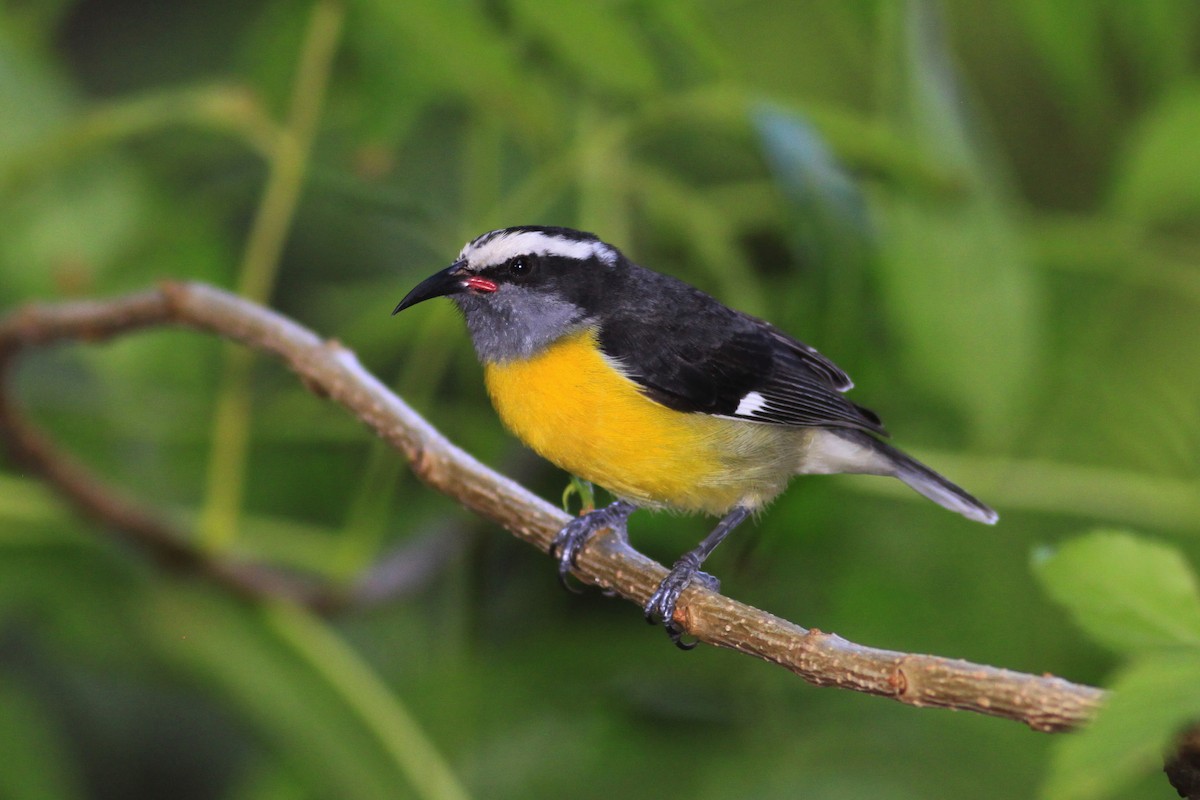 Bananaquit - ML644781286