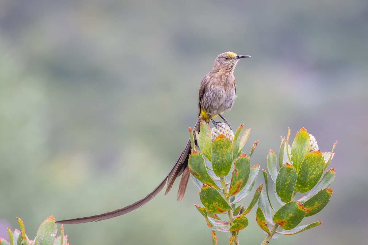 Cape Sugarbird - ML644781295
