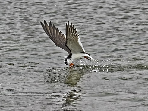 Black Skimmer - ML64478131