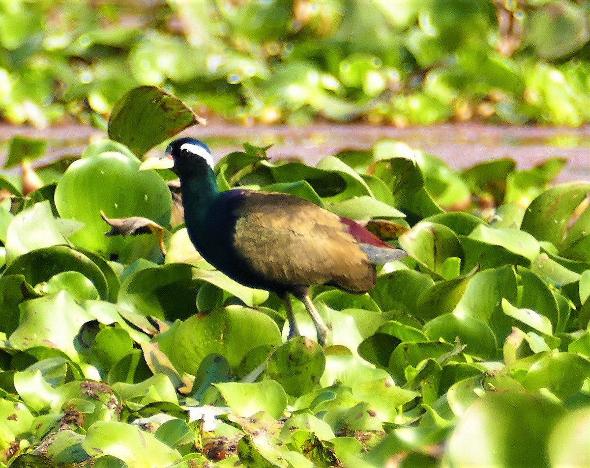 Bronze-winged Jacana - ML644781316