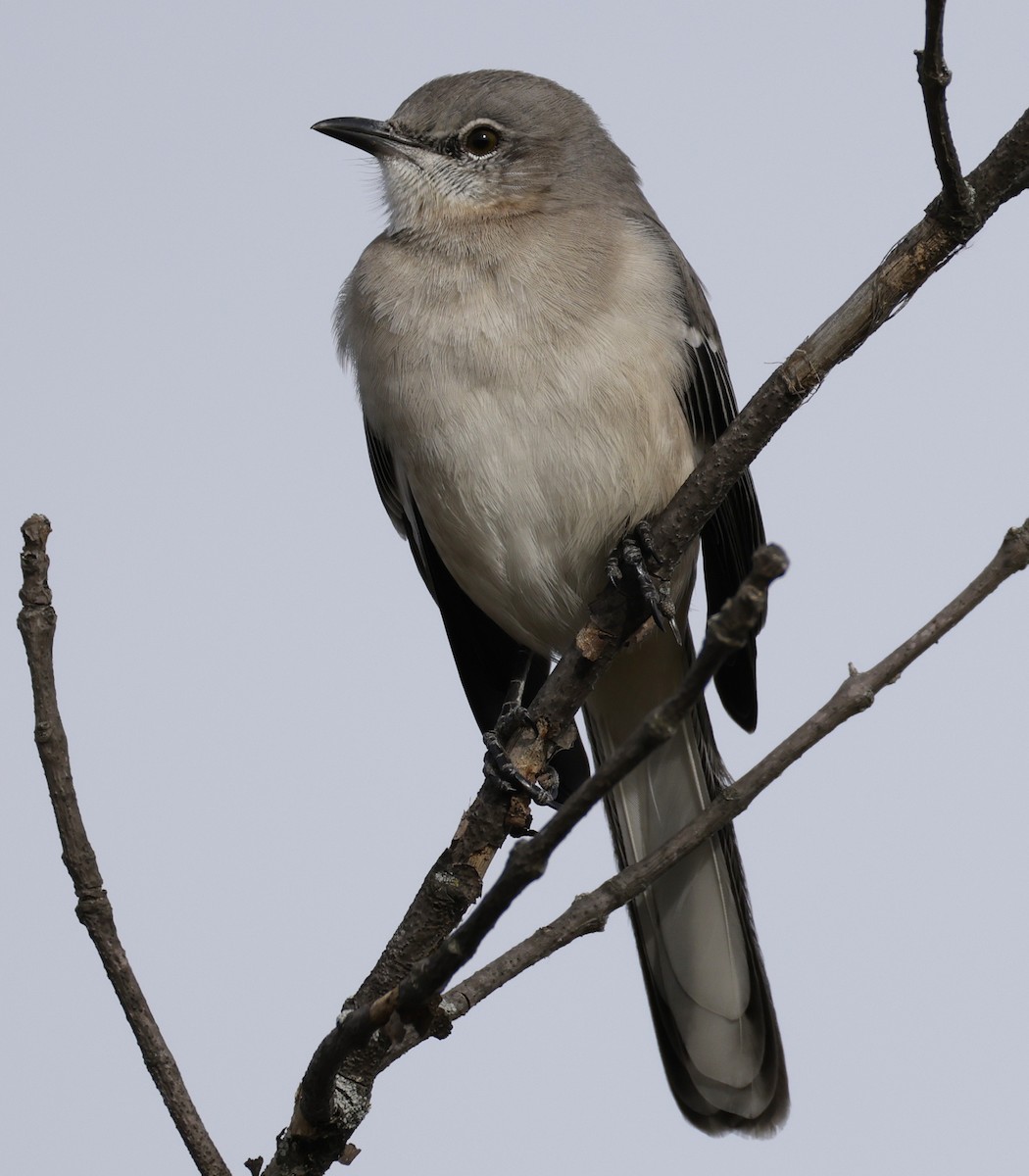 Northern Mockingbird - ML644781317