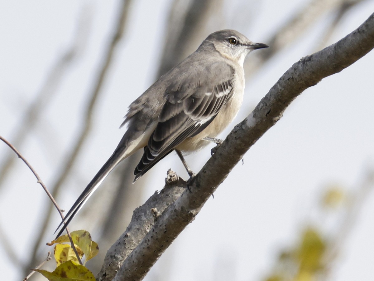 Northern Mockingbird - ML644781318