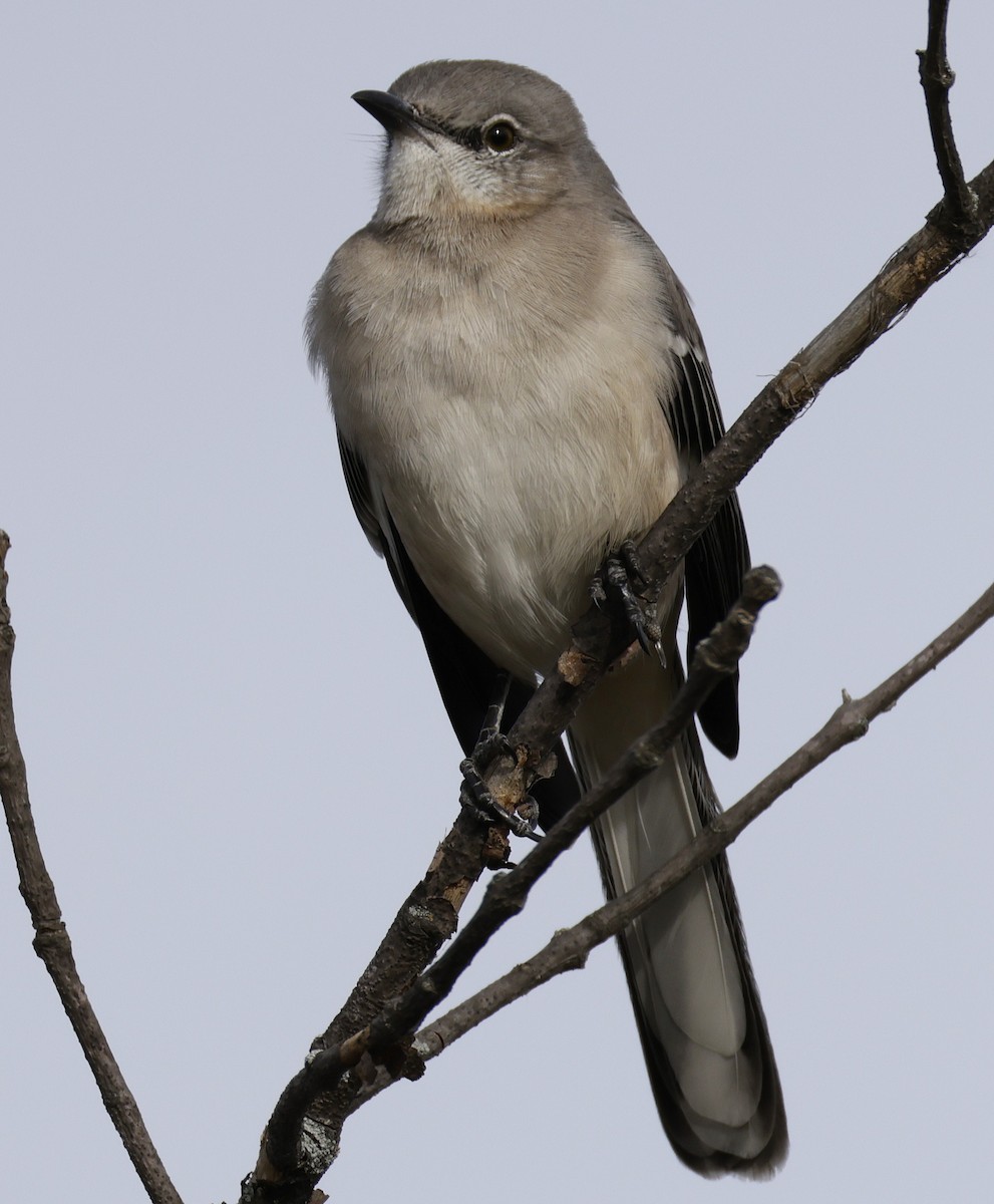 Northern Mockingbird - ML644781321