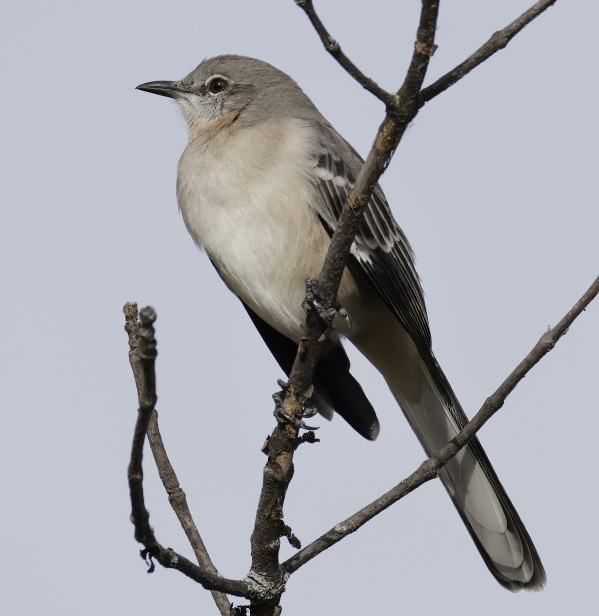Northern Mockingbird - ML644781322