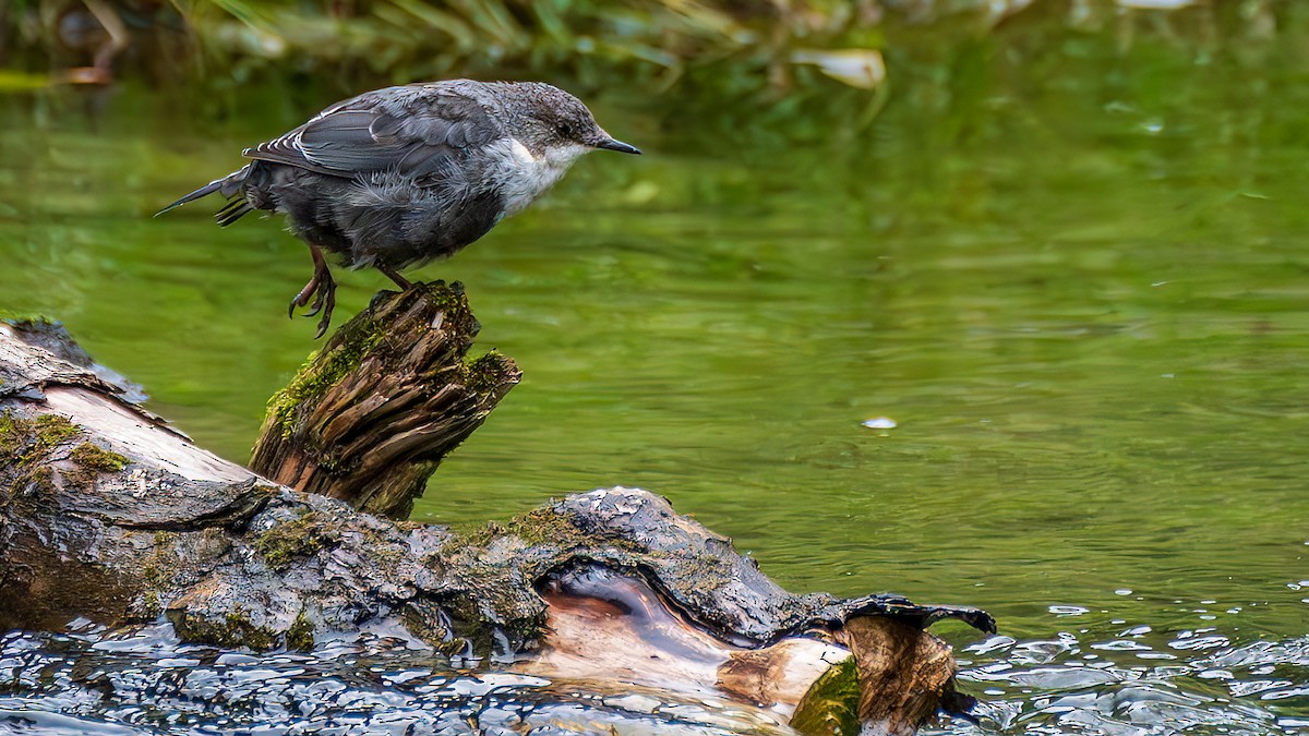 White-throated Dipper - ML644781330