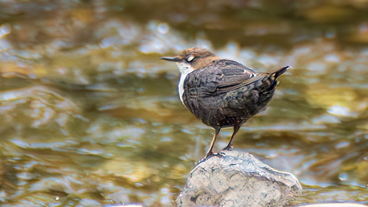 White-throated Dipper - ML644781331