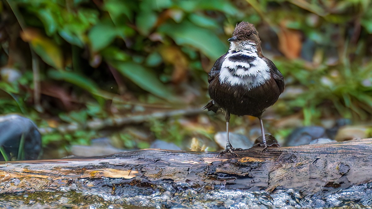 White-throated Dipper - ML644781332