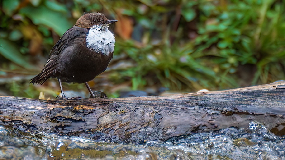 White-throated Dipper - ML644781333