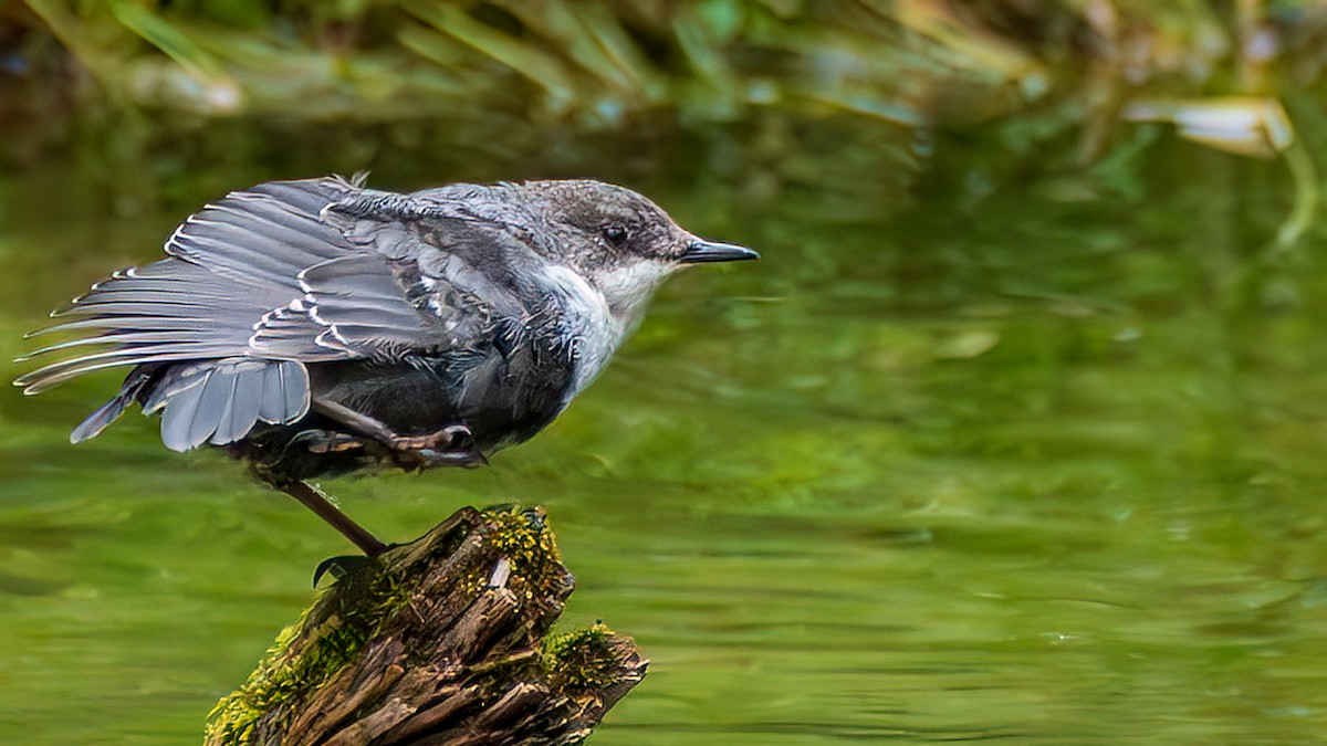 White-throated Dipper - ML644781334