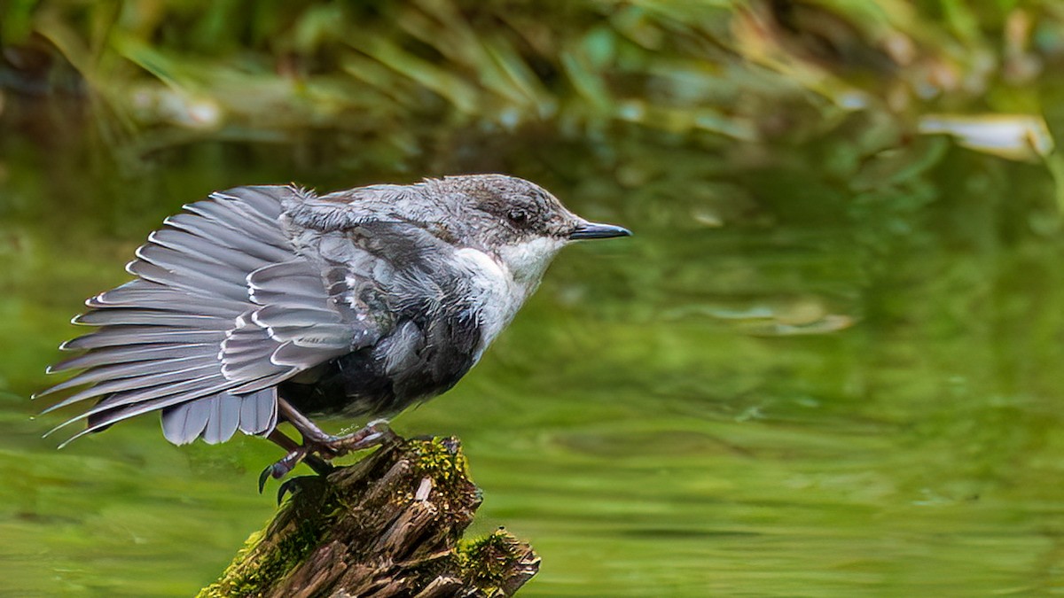 White-throated Dipper - ML644781335