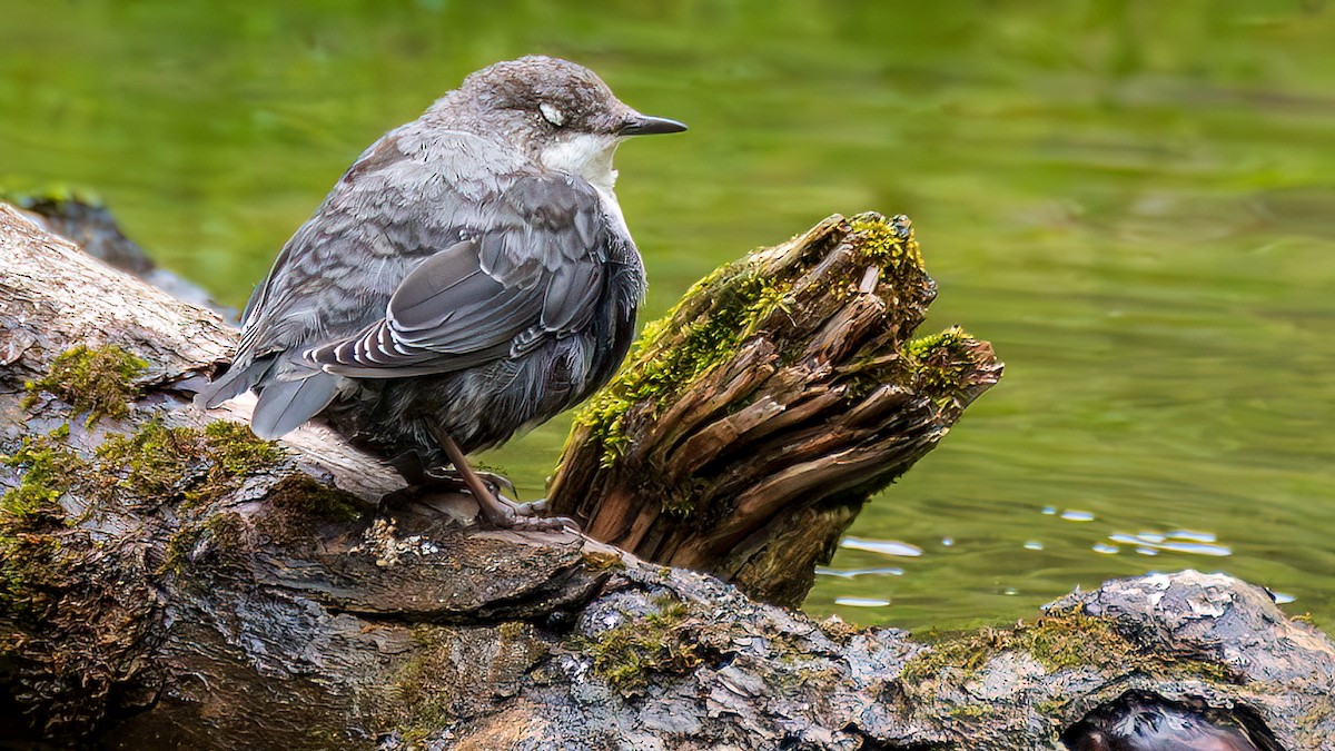 White-throated Dipper - ML644781336
