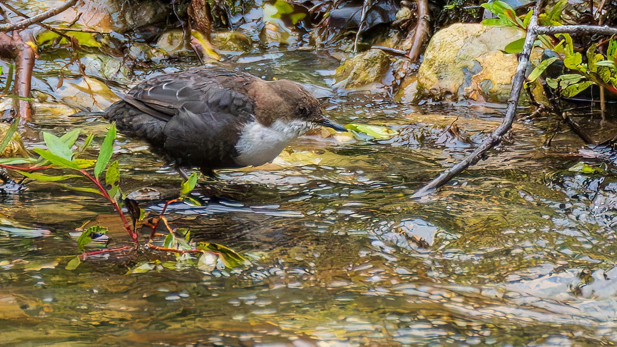 White-throated Dipper - ML644781337