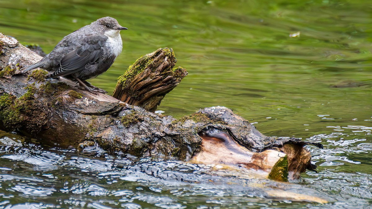 White-throated Dipper - ML644781338