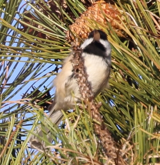 Гаїчка світлокрила - ML644781361
