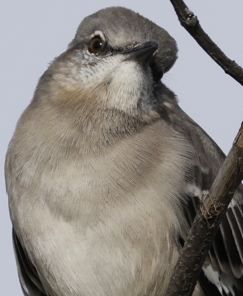 Northern Mockingbird - ML644781362